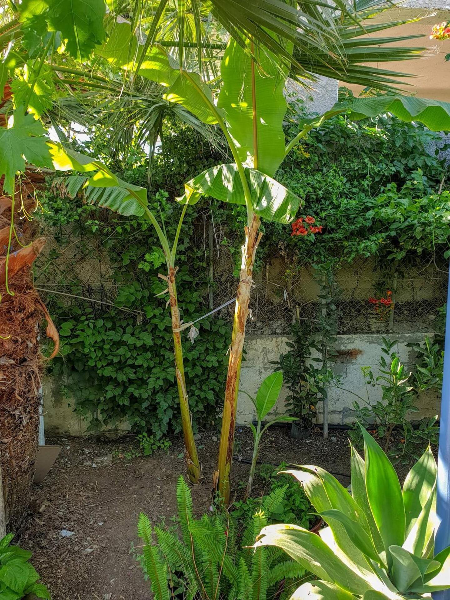 Maria's House, With Garden *